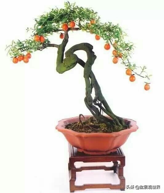 金弹子只养一棵会挂果吗,金弹子养了四年为什么不开花