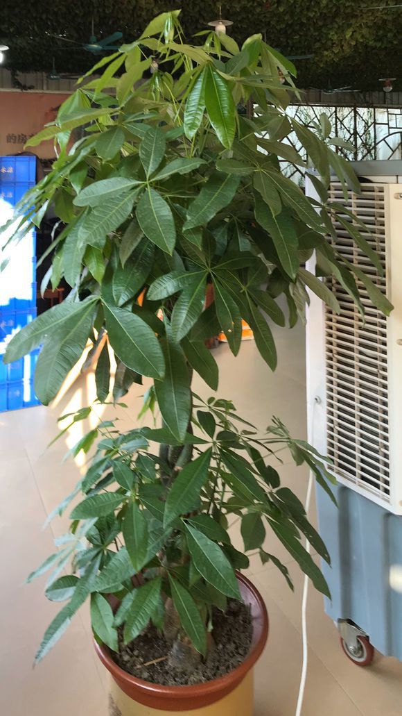 独杆发财树叶子下垂是什么原因,发财树叶子下垂是什么原因啊