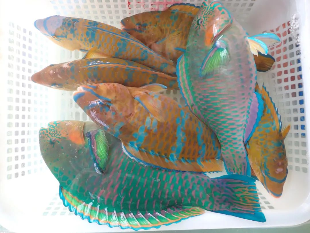 开海季都有什么海鲜,开海了这些生猛海鲜