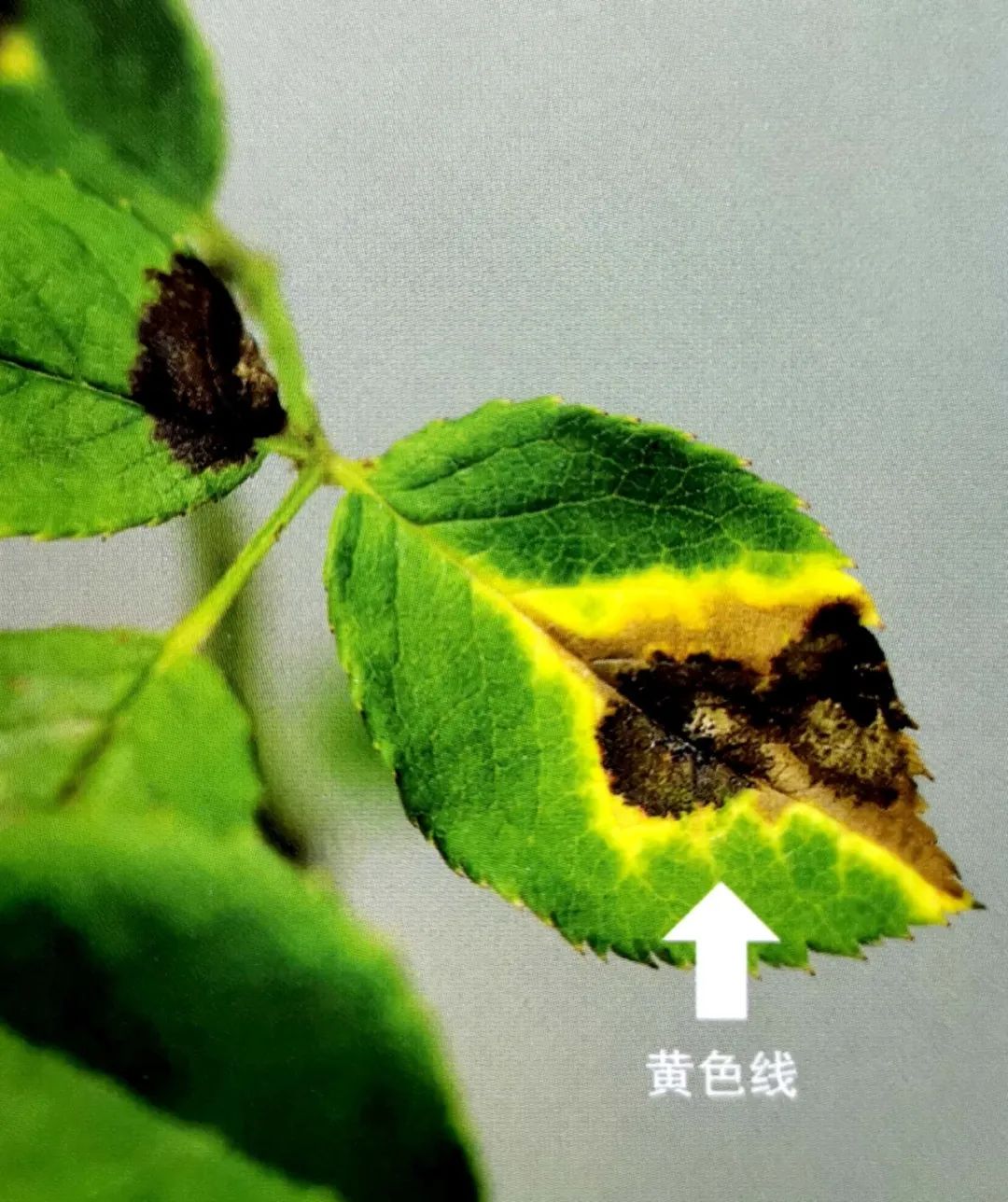 6月即到，阳台上的盆栽月季这样养必能爆花到让你欣喜