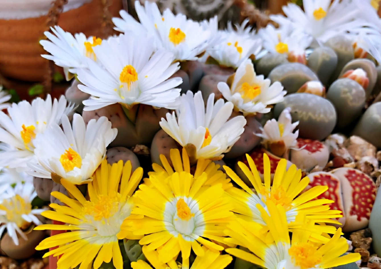 生石花样貌平平，花朵却好看，春天到了养起来