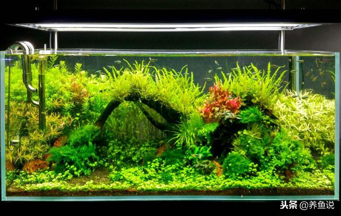 养鱼要避免阳光吗,养鱼要不要消毒