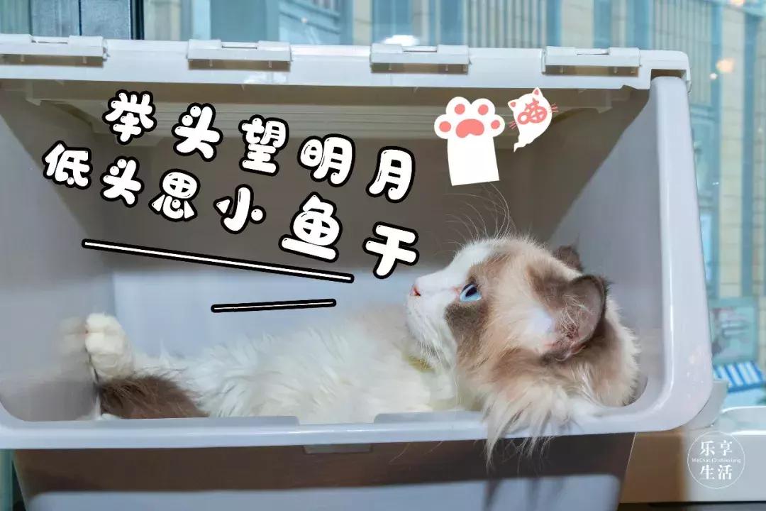 39.9元羊驼,羊驼门票抖音团购