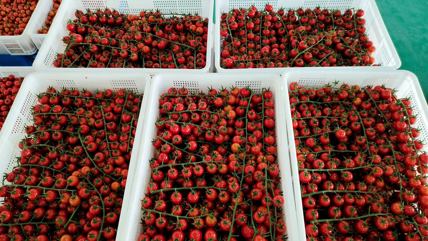 【加快项目建设推进高质量发展】戈壁滩崛起“农业工厂”——古浪越海农业书写古浪现代农业新篇章