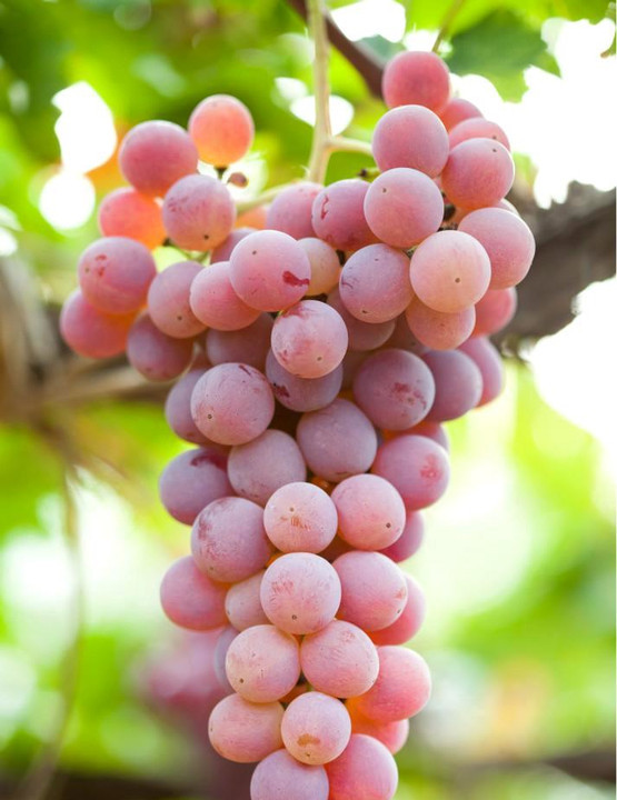 葡萄酒看什么,葡萄酒的葡萄品种介绍