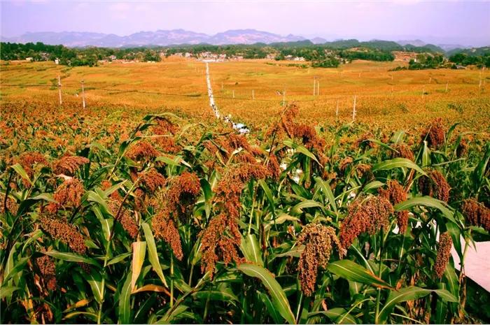 革命老区遵义贫困县全部出列