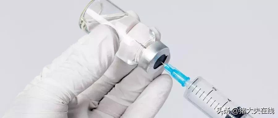 猪疫苗过敏反应抢救正确流程,猪疫苗过敏打樟脑行不行