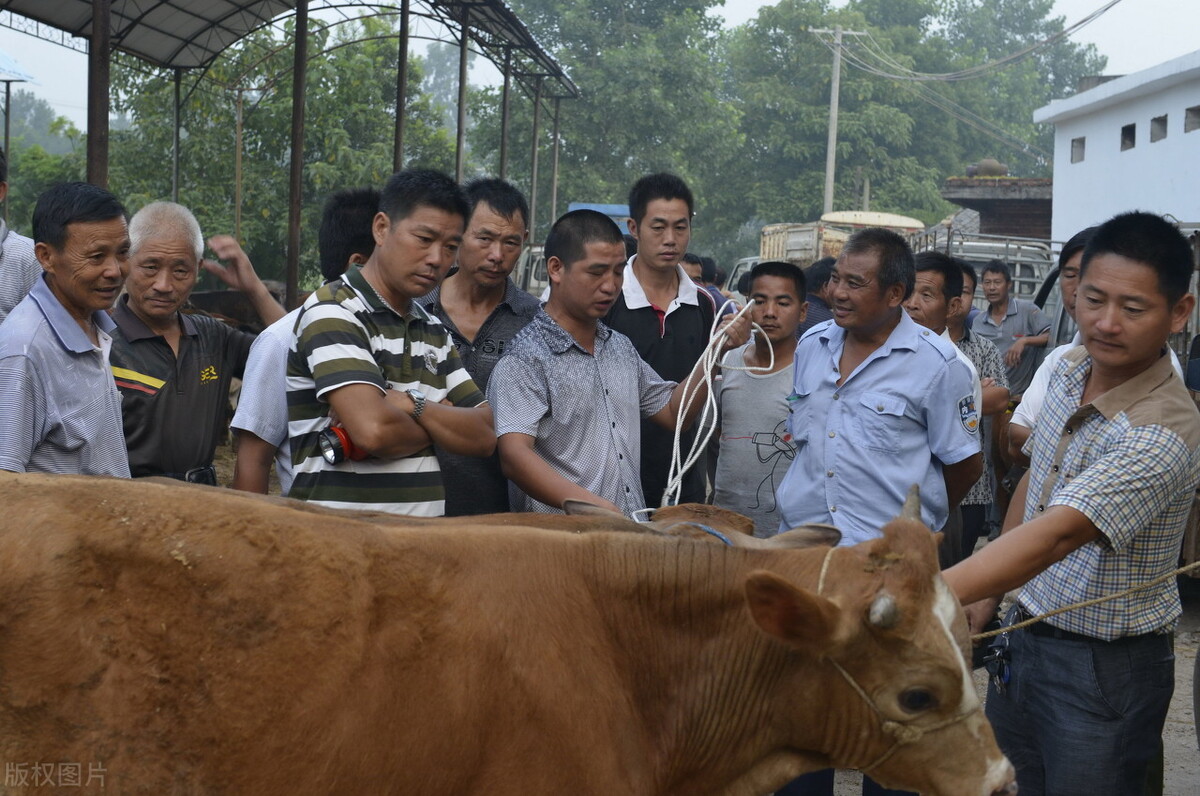 买牛被坑的全过程,买牛套路有哪些