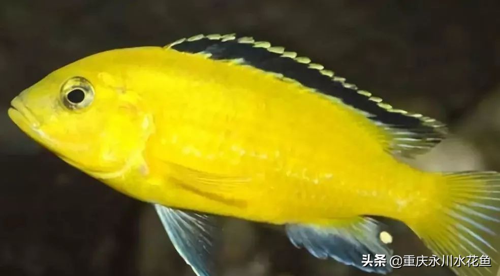 十大最好看的观赏鱼,观赏鱼100种形态