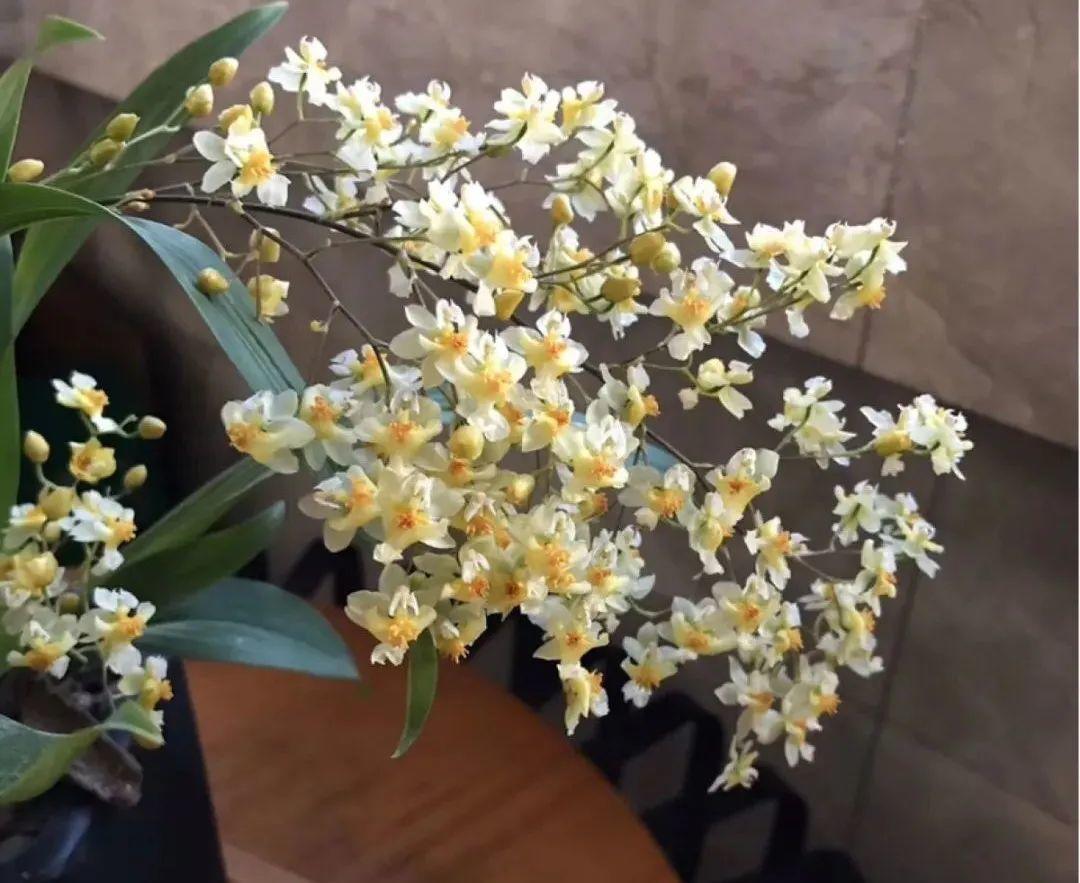 耐养的香水花,种室内香水花