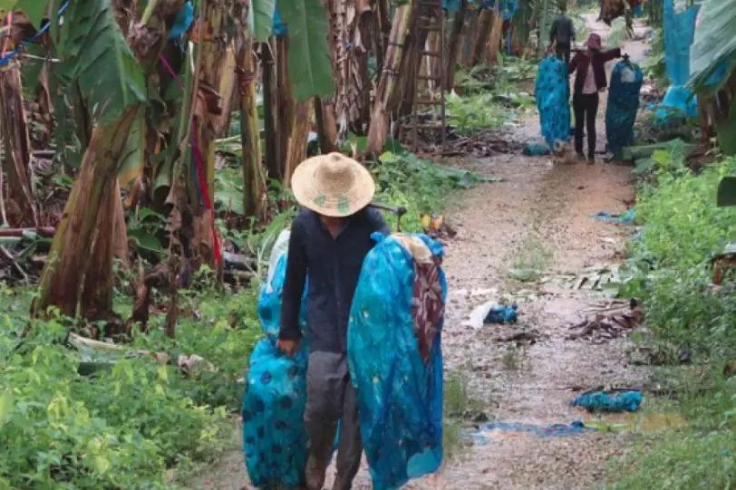缅北香蕉地,10000亩香蕉地的收益
