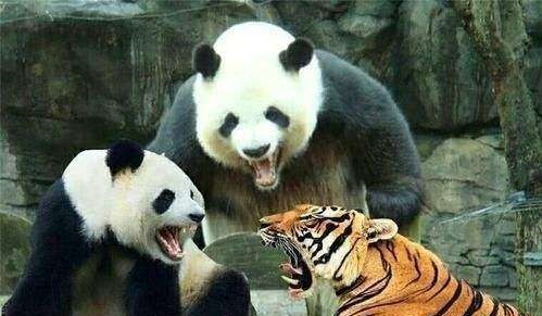 大熊猫原来是这样叫的,大熊猫是怎么被称为国宝的