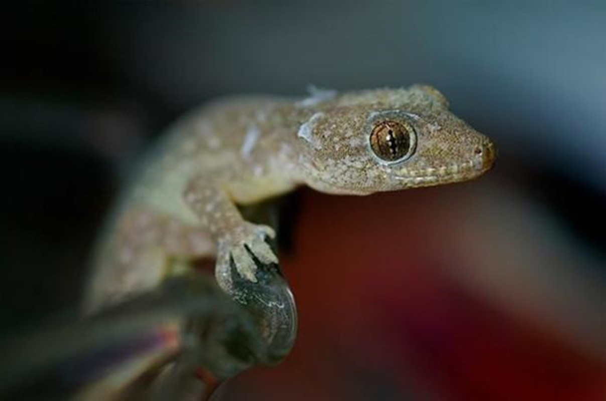 人畜无害的壁虎为什么无毒,壁虎为什么成为五毒之首