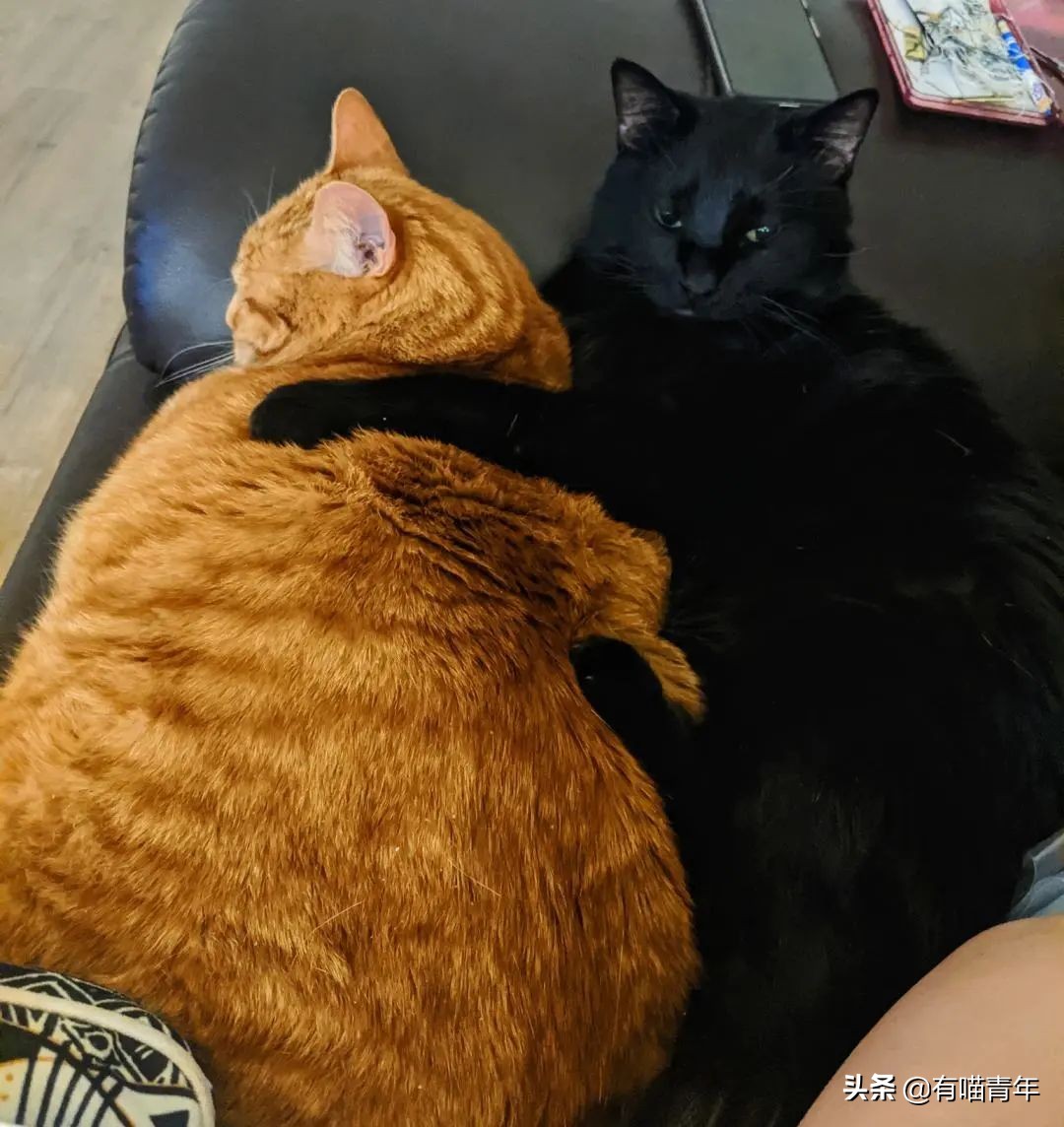 橘猫为什么是魔鬼,橘猫的恐怖之处