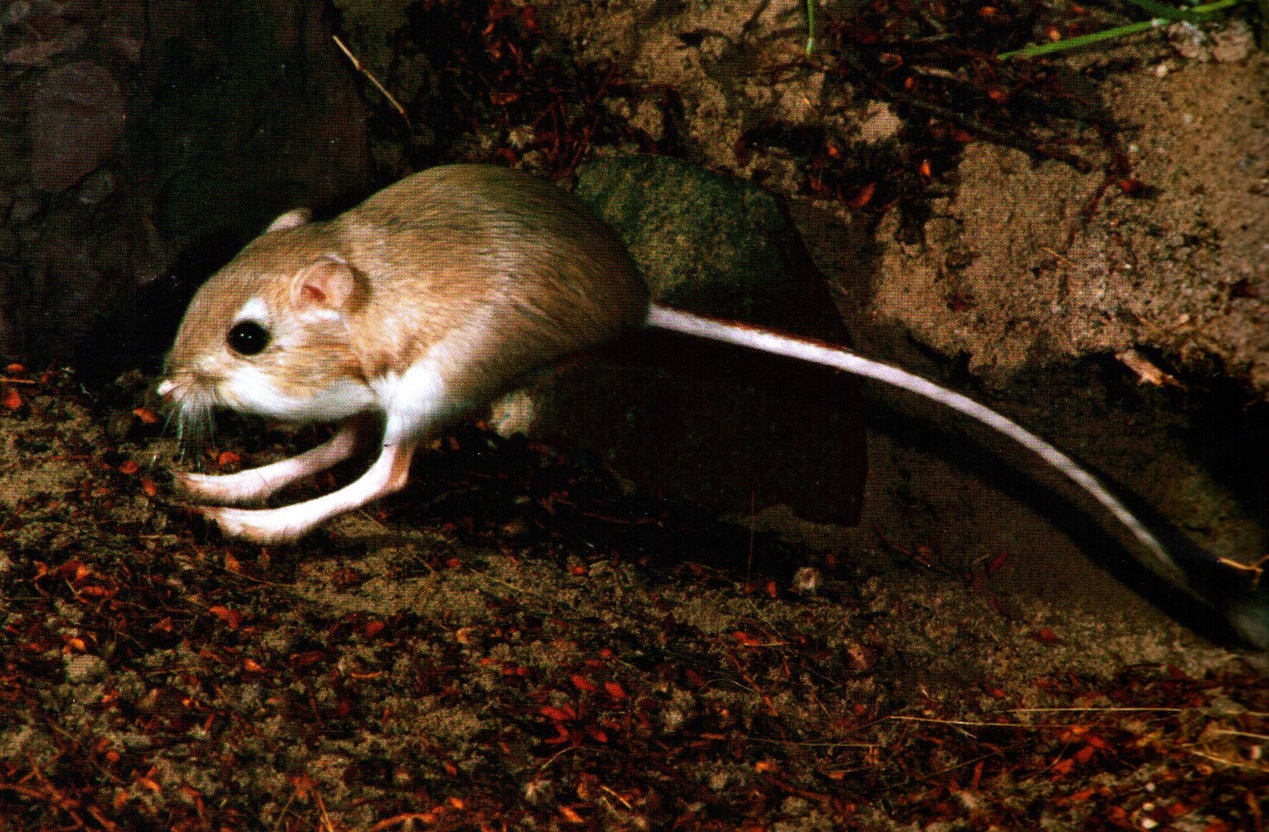 人类灭绝后老鼠成功进化出智慧,人类有没有可能灭绝老鼠