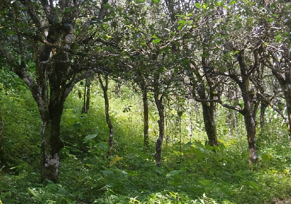 古树普洱怎么泡茶喝最好,古树生茶散茶的正确冲泡方法