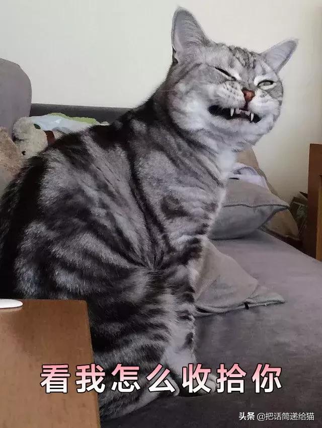 猫故事集,猫故事完整版