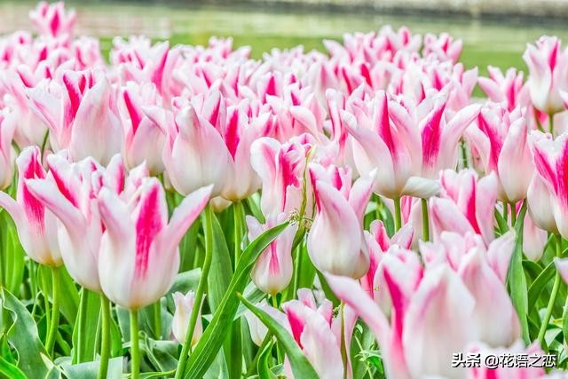 郁金香花语全部视频,花语完整视频大全