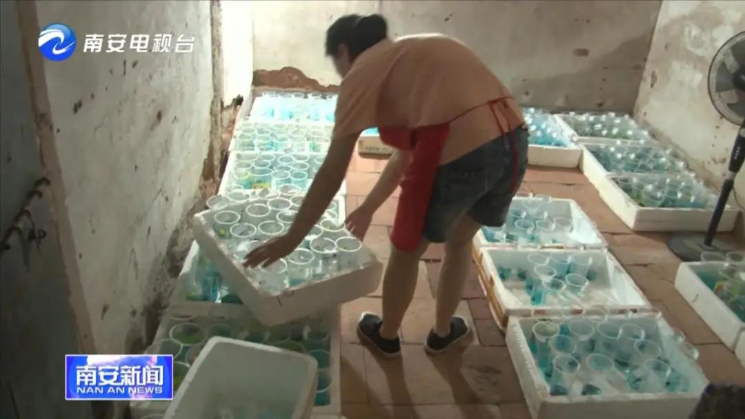 90后小伙的“斗鱼”梦：泰国斗鱼从南安“游”到全国各地！