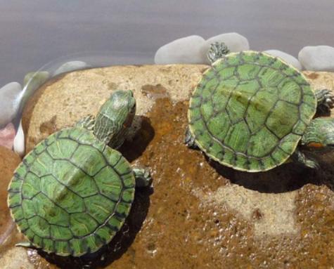 入侵中国危害最大的物种,被中国人吃到濒临灭绝的十大物种