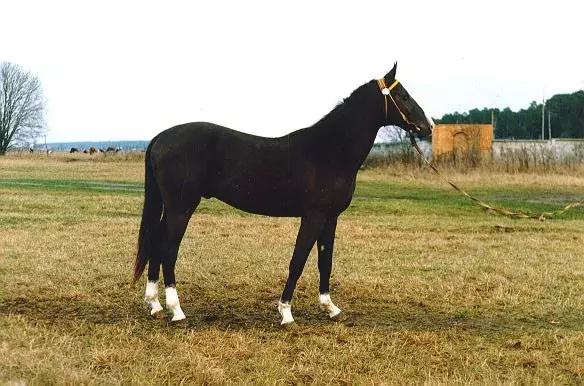 天马西来：游走在神话与真实之间的汗血宝马