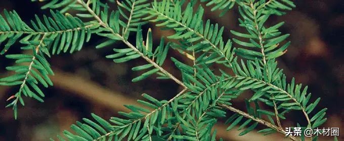 加拿大盛产哪些木材,加拿大bc省真实图片