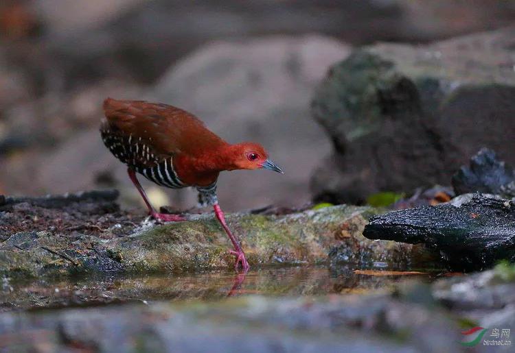 你认识吗丁啉,你认识吗