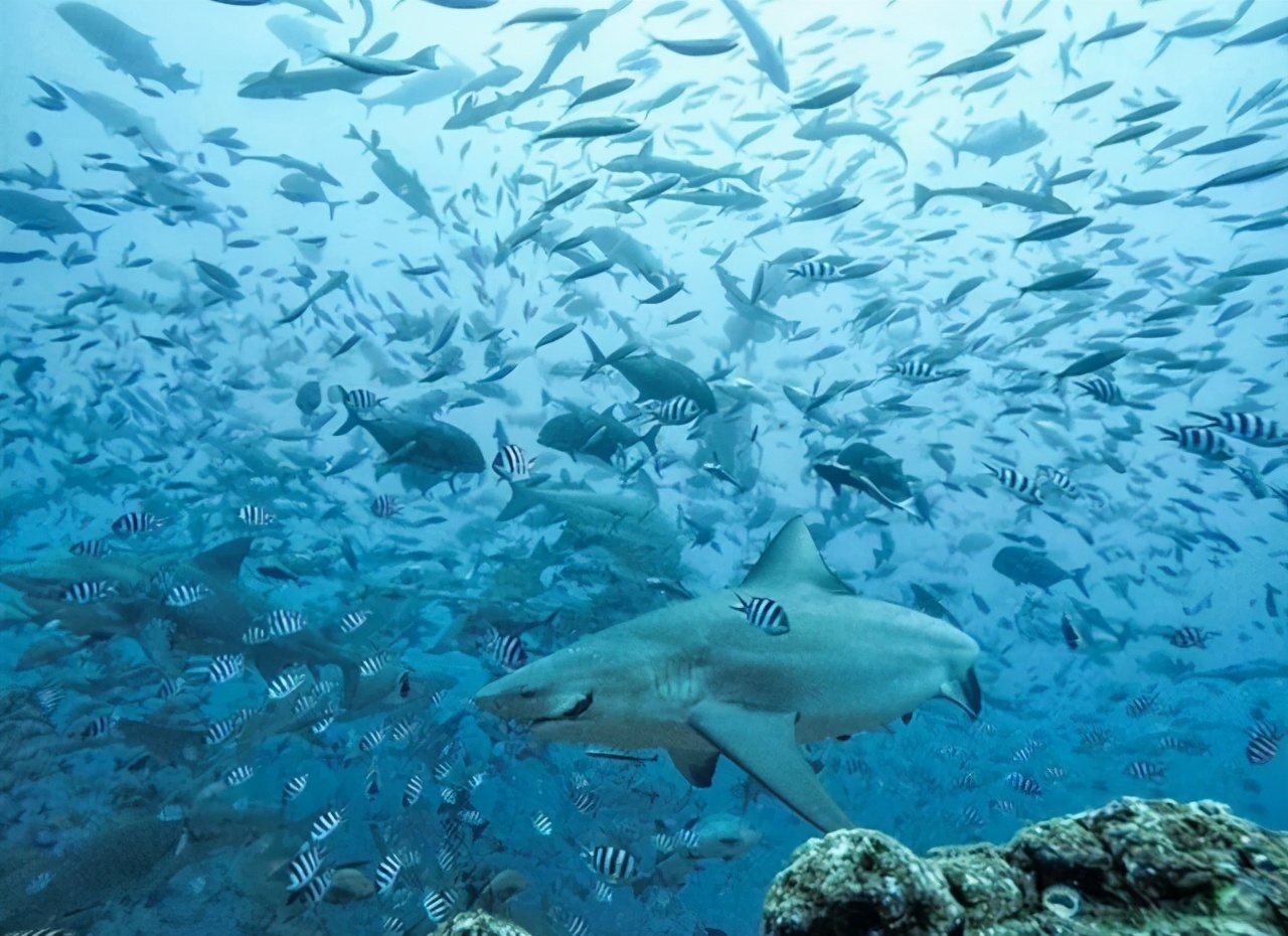 白本护照美国旅游免签,白本护照过境免签新加坡