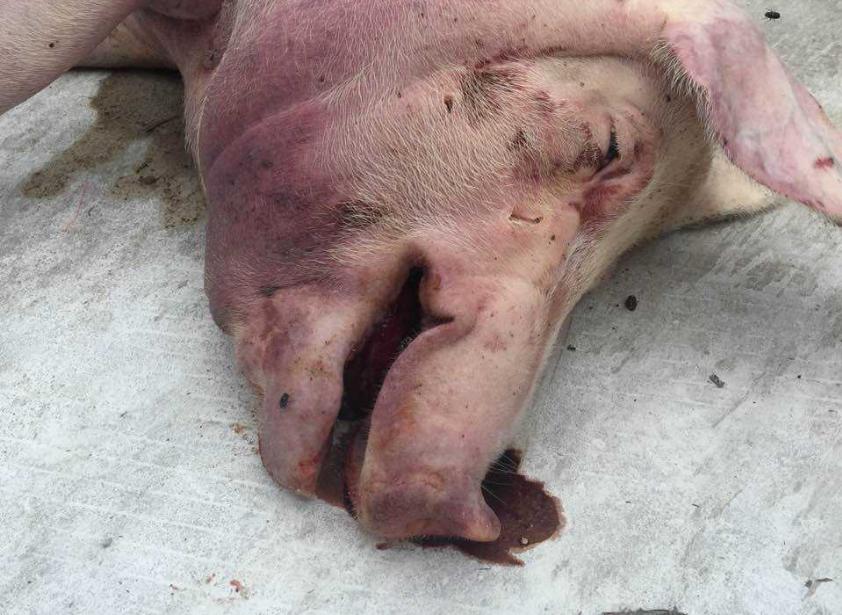 猪流鼻血是怎么回事,猪什么病引起流鲜红鼻血