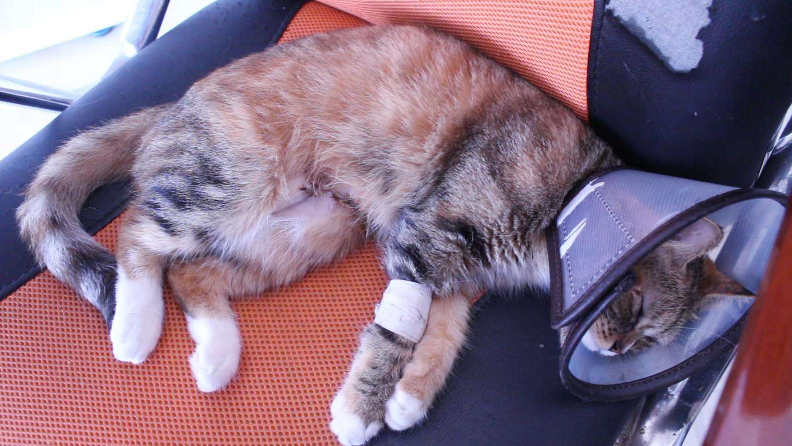 猫咪子宫蓄脓绝育前怎么预防,猫咪长期未受孕会怎样