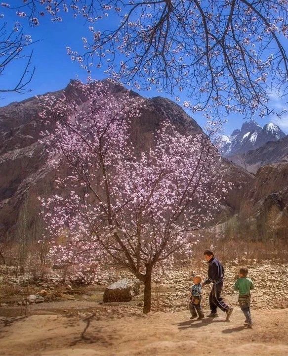 走马春季追花线|春漫*疆新**，牧笛声声中的杏花村