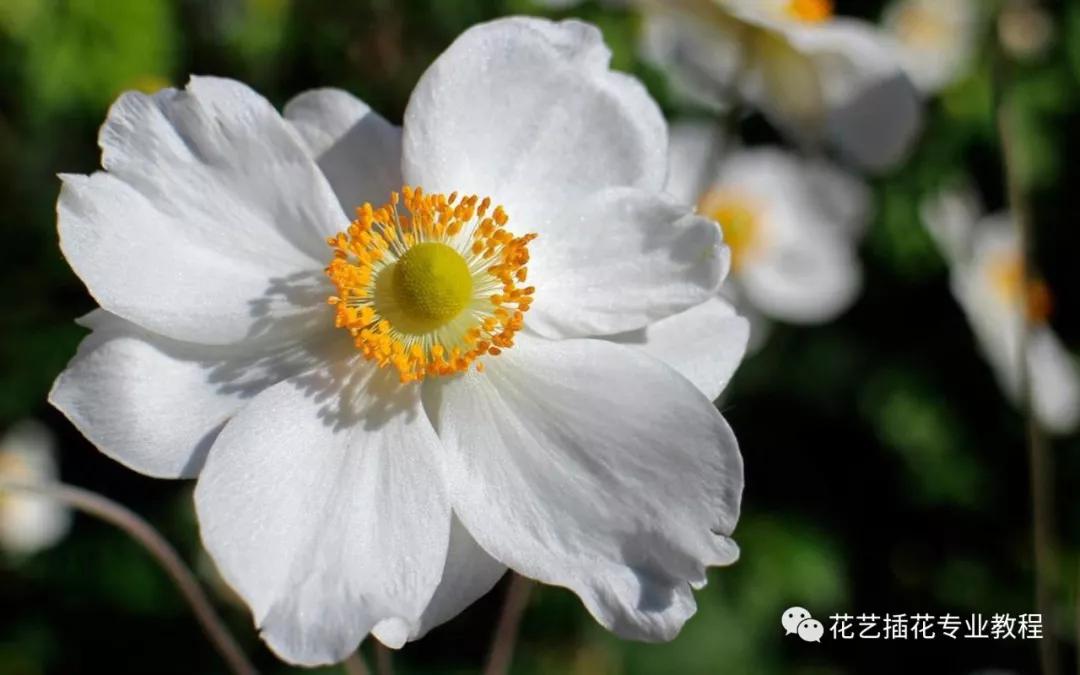 「花艺知识」50种常见花材的花语~（建议收藏）