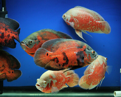 地图鱼如何繁殖,黑地图鱼繁殖吗