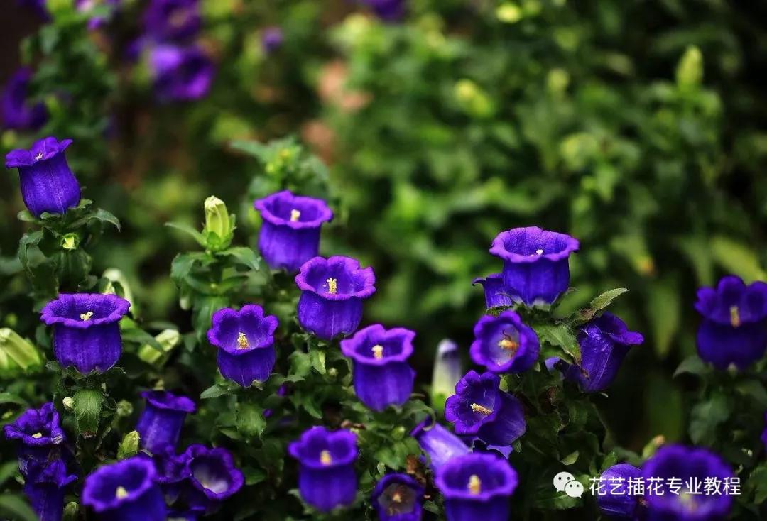 「花艺知识」50种常见花材的花语~（建议收藏）