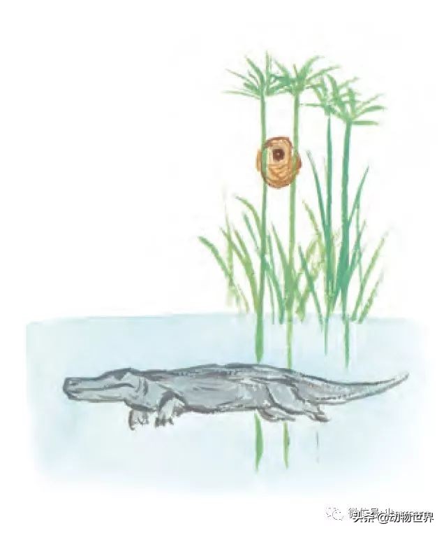 手绘动物地图,探索大自然手绘画