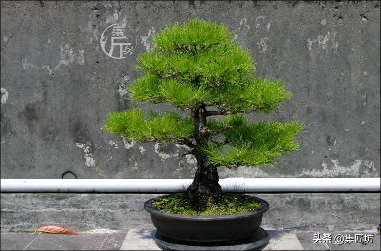 黑松盆景造型实例图解 (小型黑松造型盆景)