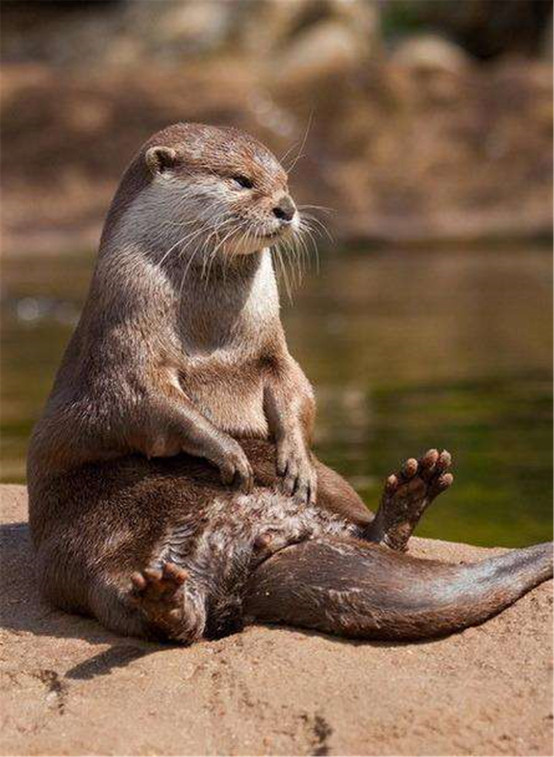 平头哥被眼镜蛇咬,平头哥野外生存被毒蛇咬了