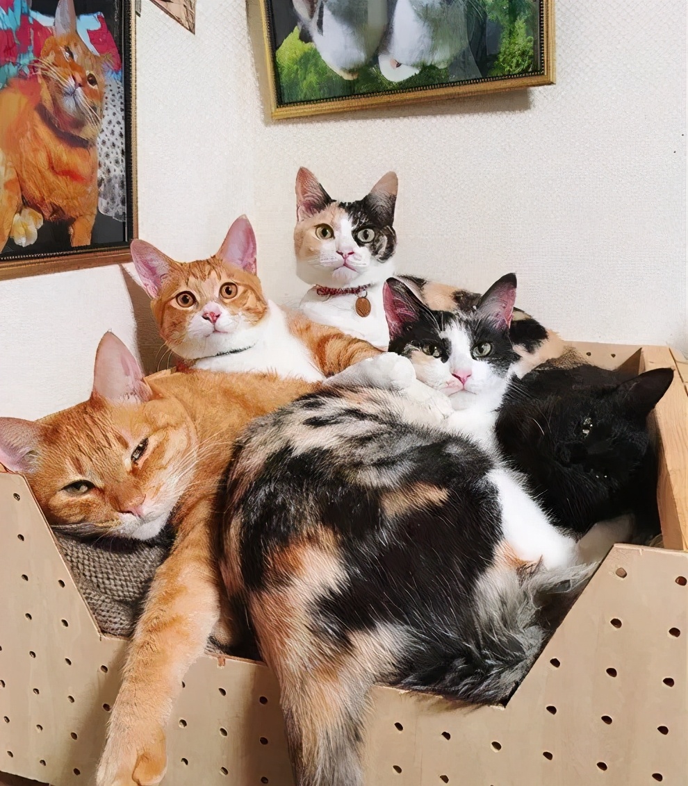 猫真的会把你当妈妈,猫把你当成妈妈是啥样子的