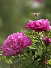 玫瑰花简介带拼音,玫瑰花简介英文版