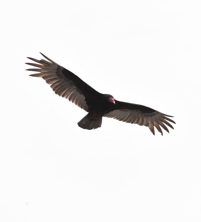 野猪、美洲狮“进城”都不稀奇，它的到来却让无数纽约人毛骨悚然