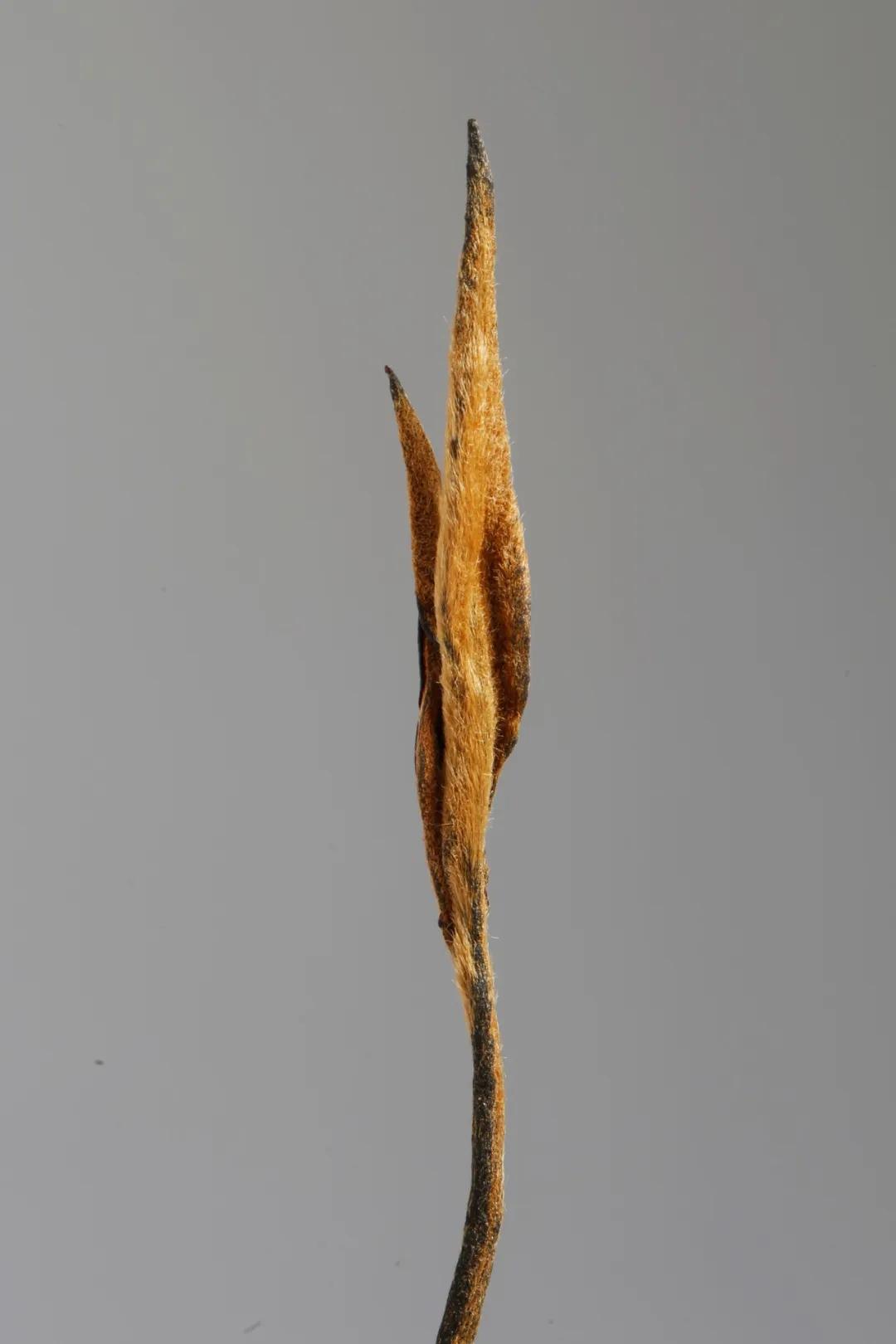 龙润茶大金芽1958,龙润大金芽好茶