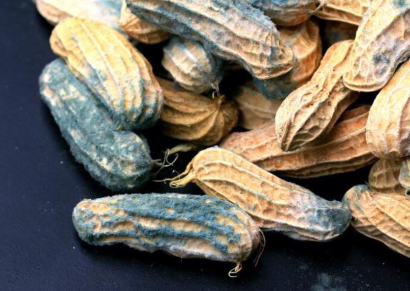 食物发霉削掉还可以再吃吗,食物发霉后切到发霉地方能吃吗