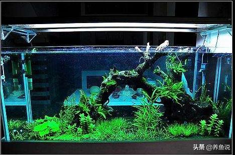水草缸鱼好养吗,水草缸好养吗