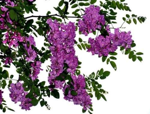 驻马店人民公园的紫色洋槐花,正宗驻马店槐花