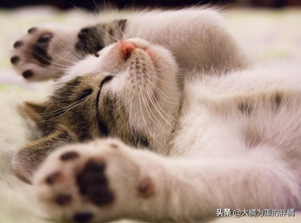 猫咪遇到危险是怎么样的动画视频,猫咪遇到危险找谁救援