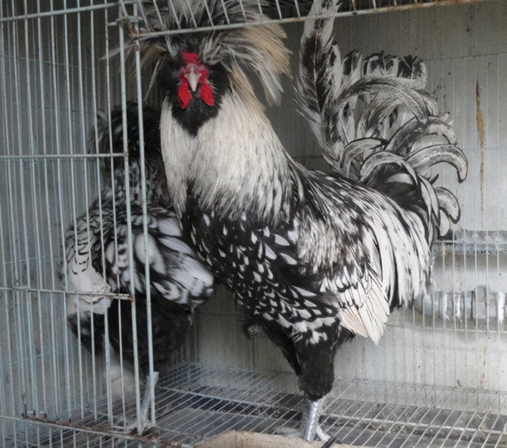 为什么称波兰为欧洲之盾,波兰为啥被称为欧洲之盾呢