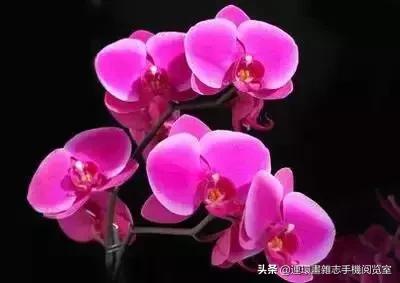 各种花的花语文案,花的花语100种