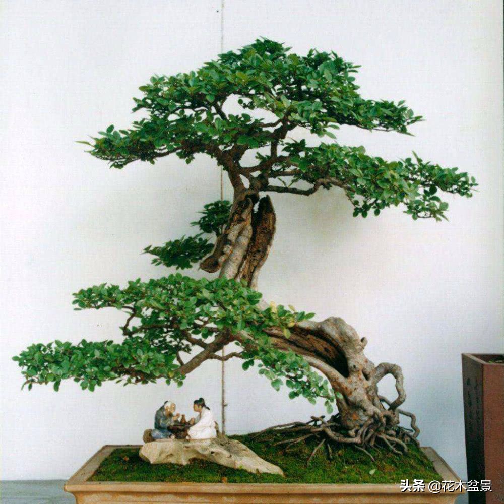 适合客厅养的盆景植物,茶桌上养什么盆景植物