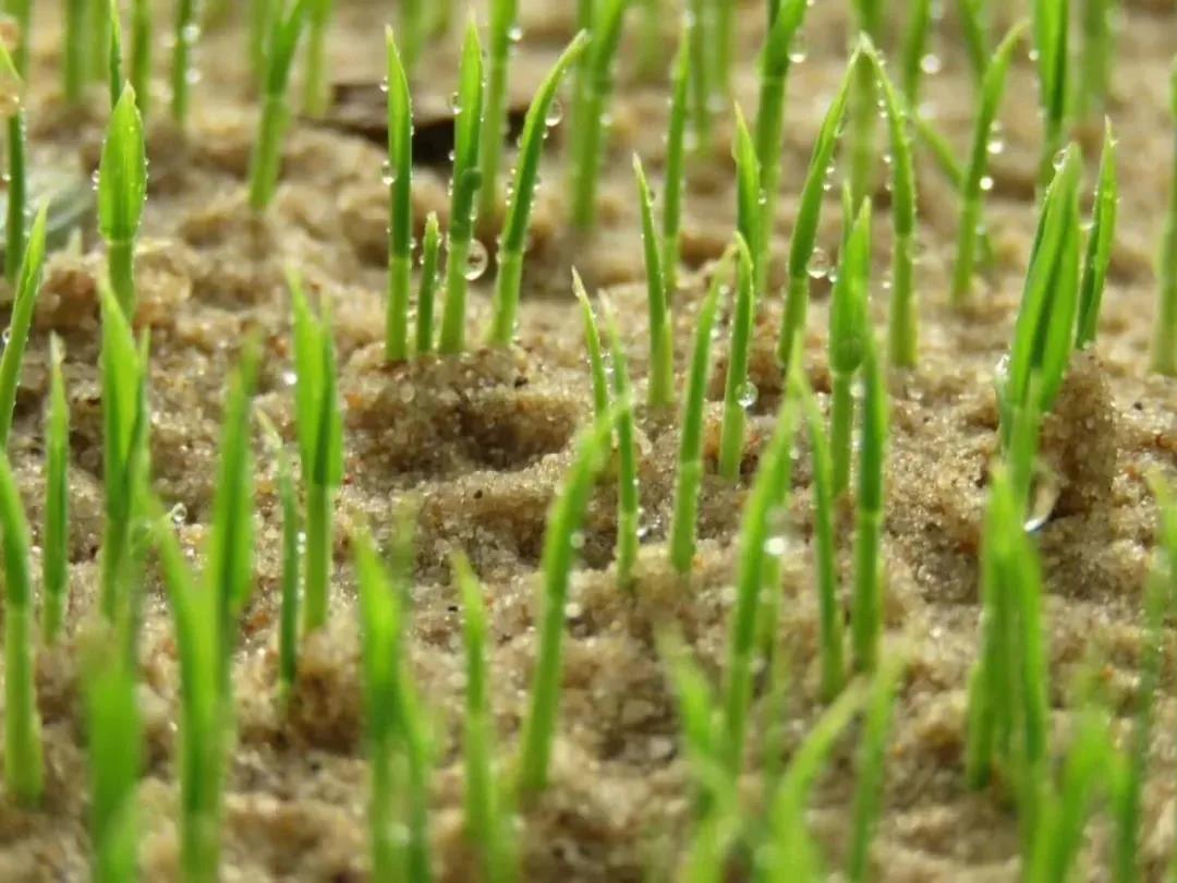 镉大米为何连年屡禁不止,镉大米会二次污染吗