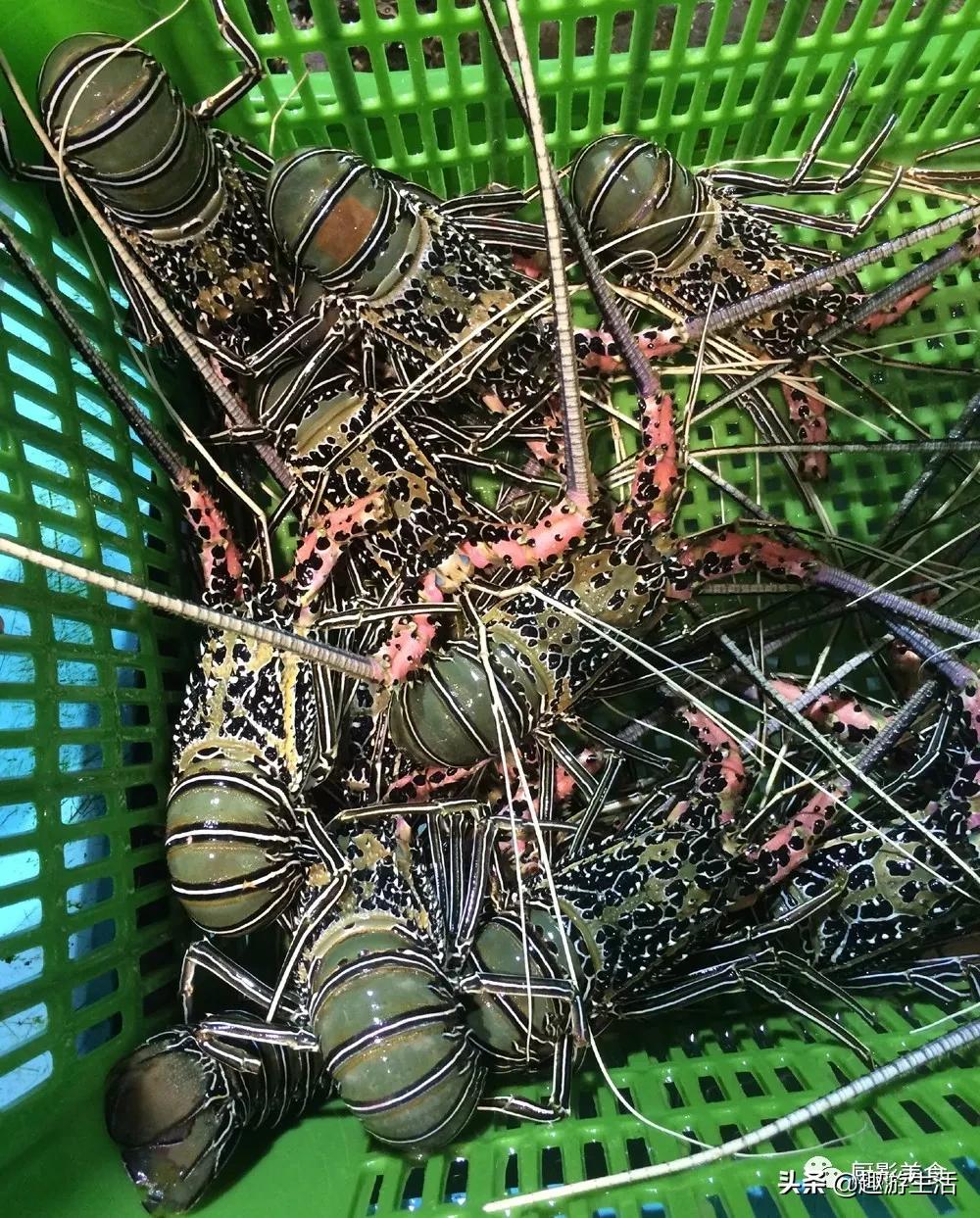 世界上的各种龙虾,世界上最大龙虾